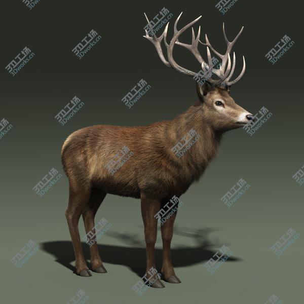 images/goods_img/20210312/Red Deer Stag(FUR)(RIGGED)/5.jpg